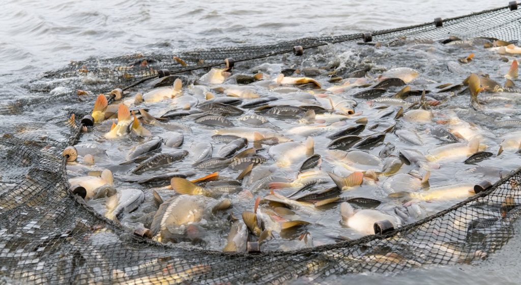 Challenges and Opportunities For the Fish Farm Dubai