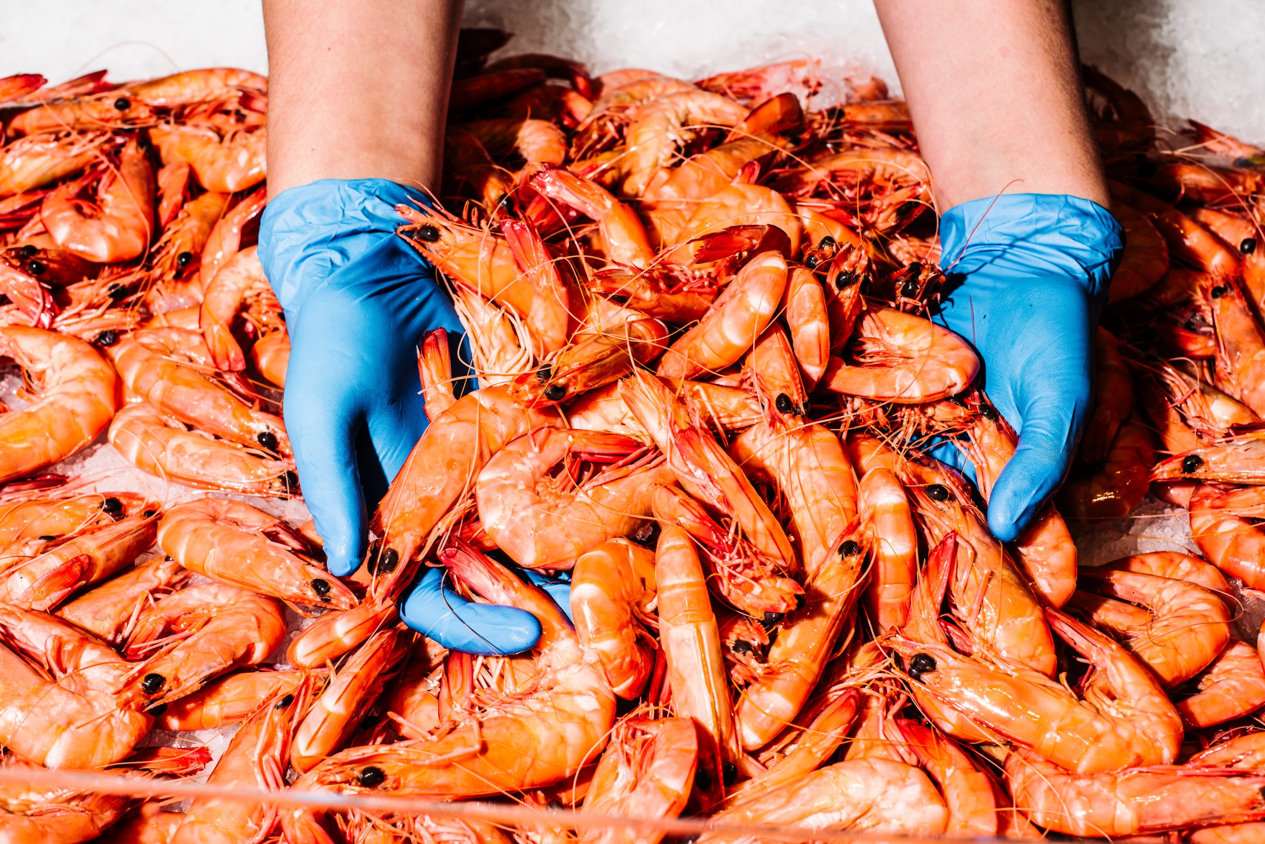 Prawns Fish - Insight into Their Biology, Significance, and Industry