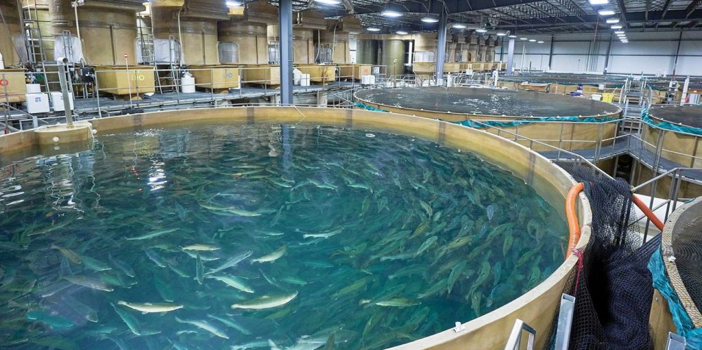 Advancements in UAE's Fish Farming Industry
