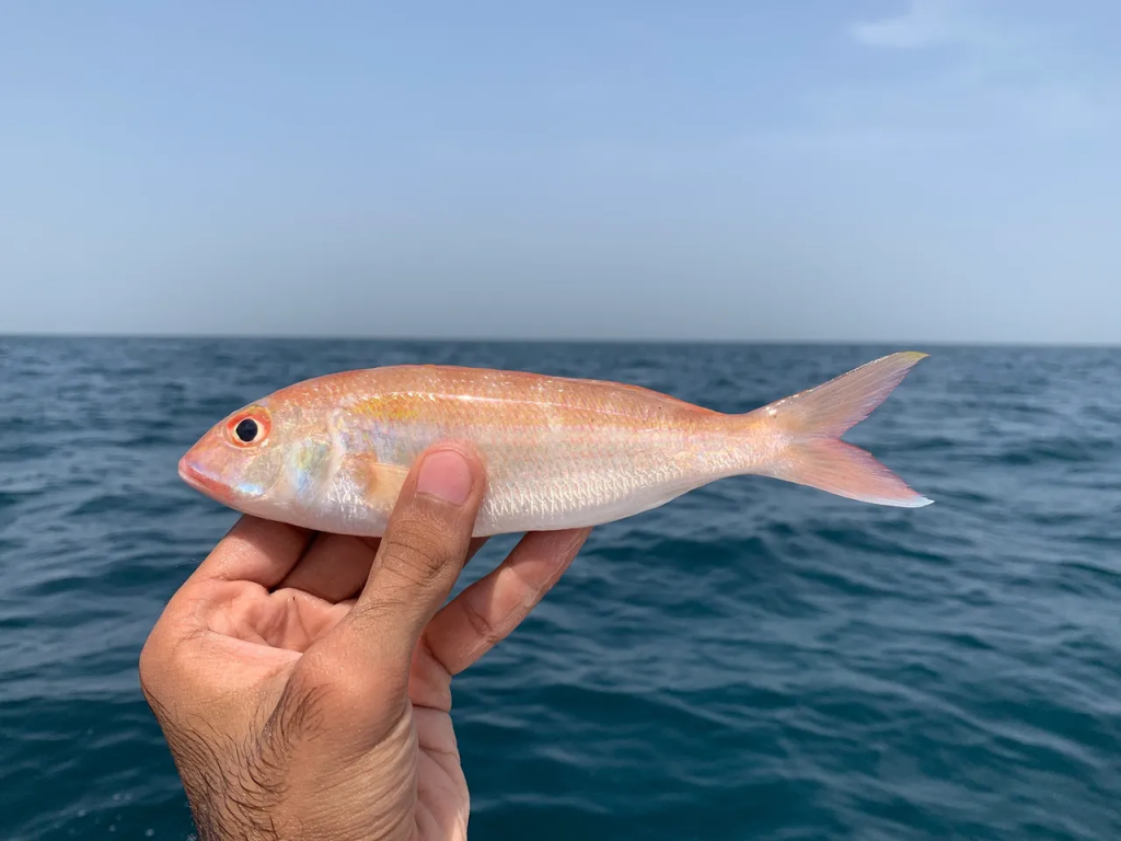 Sultan Ibrahim Fish - Guide to the Regal Delicacy