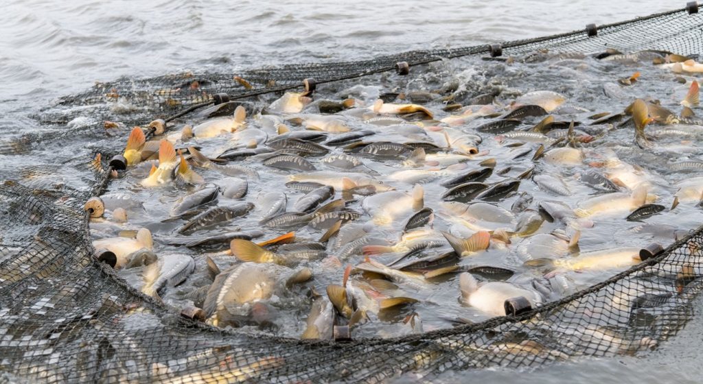 ​Fisheries in the UAE - Tradition, Challenges, and Sustainable Transformation​