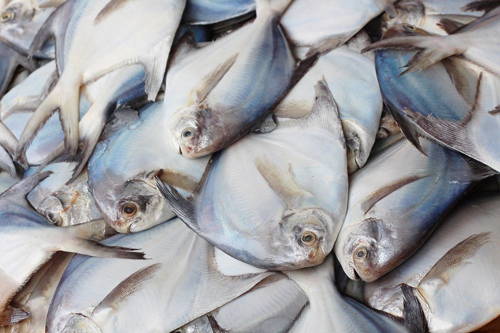 Avoli Fish - Everything You Need to Know About