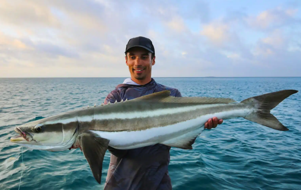 Cobia Fish - A Complete Guide to the Coastal Powerhouse