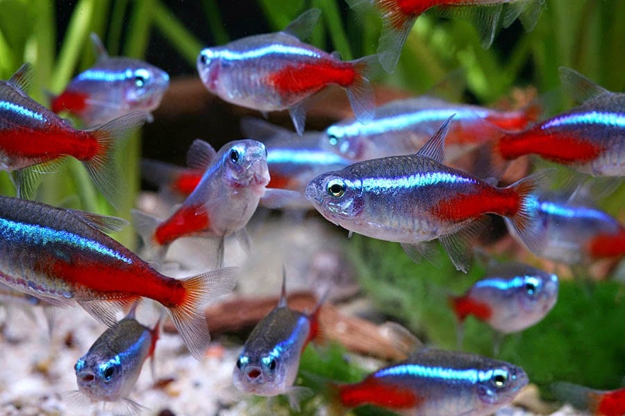 Tetra Fish