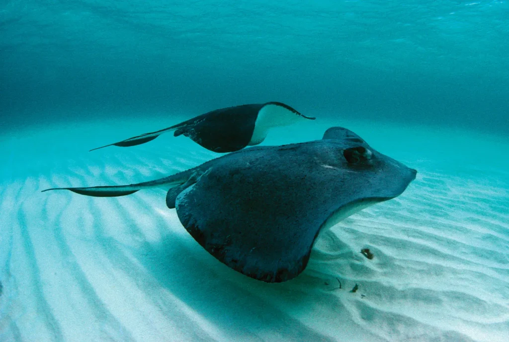 Skate Fish - A Guide to This Unique Sea Creature
