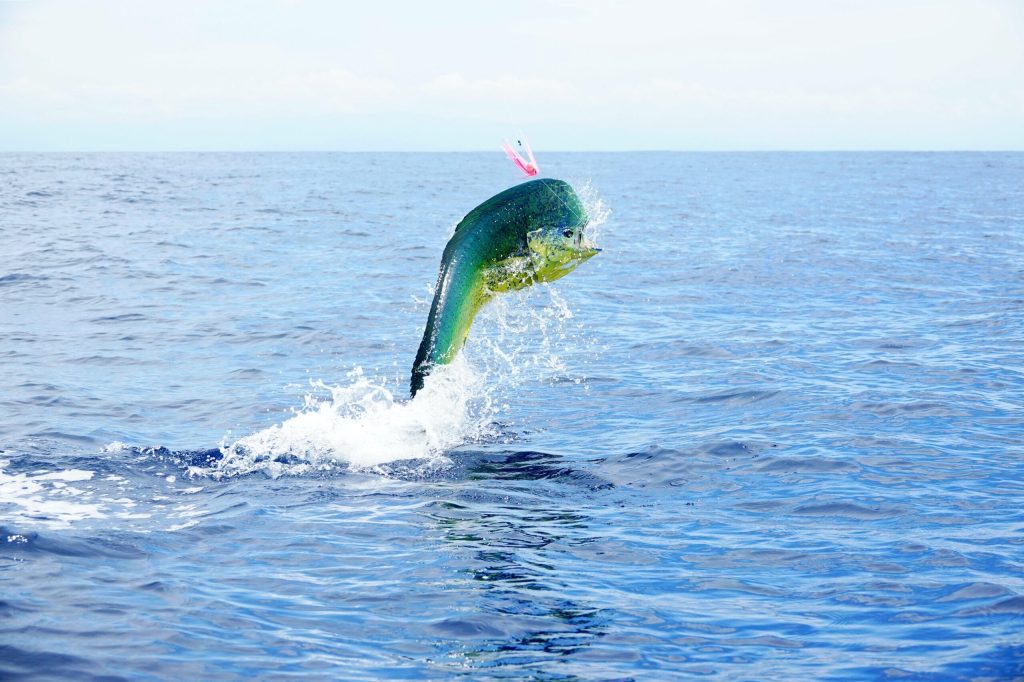 Dolphin Fish - A Colorful Icon of Offshore Waters