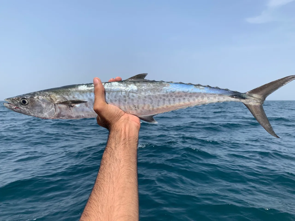 Mackerel Fish