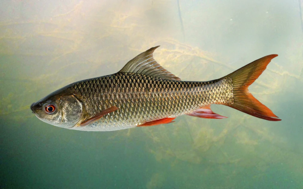 Everything You Need to Know About Rohu Fish