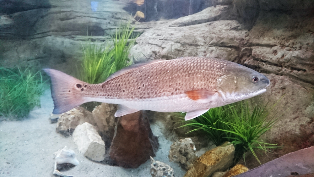 Drum Fish - Unique Aquatic Species