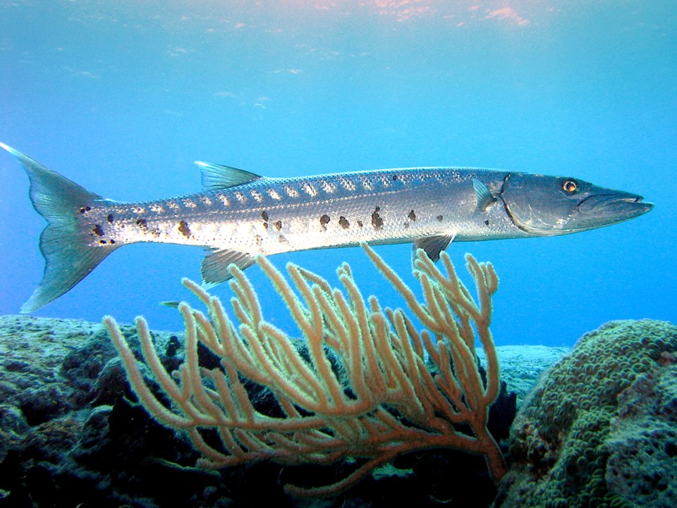 Barracuda Fish
