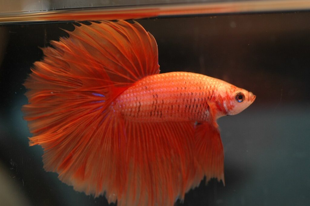 Fighter Fish - Betta Splendens Care, Behaviour, and Habitat