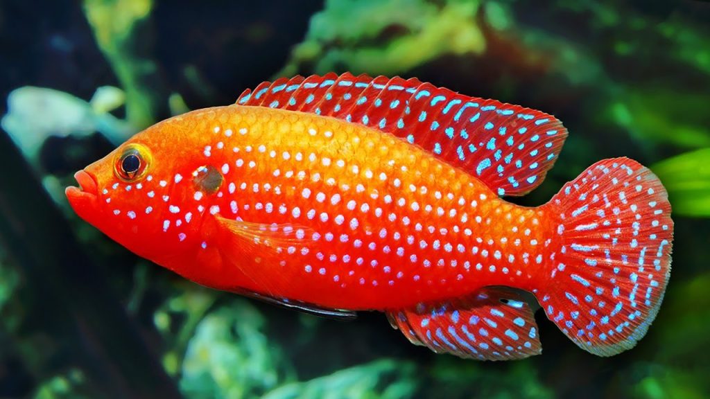 Aquarium Fish