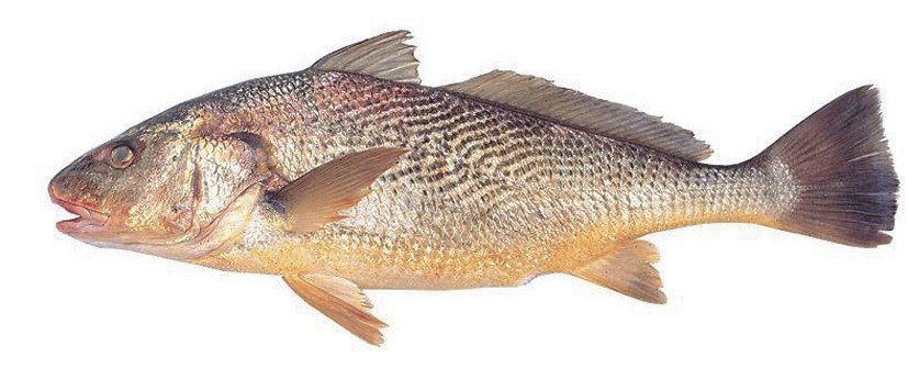 Corvina Fish