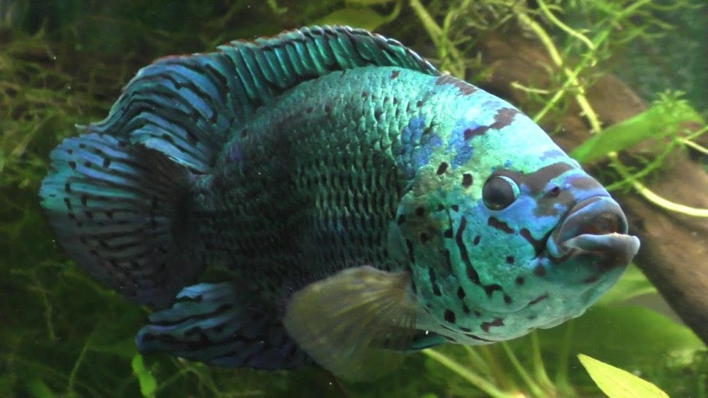 Jack Dempsey Fish