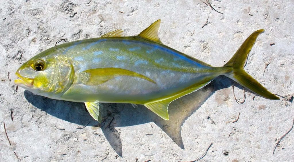 Yellowtail Fish