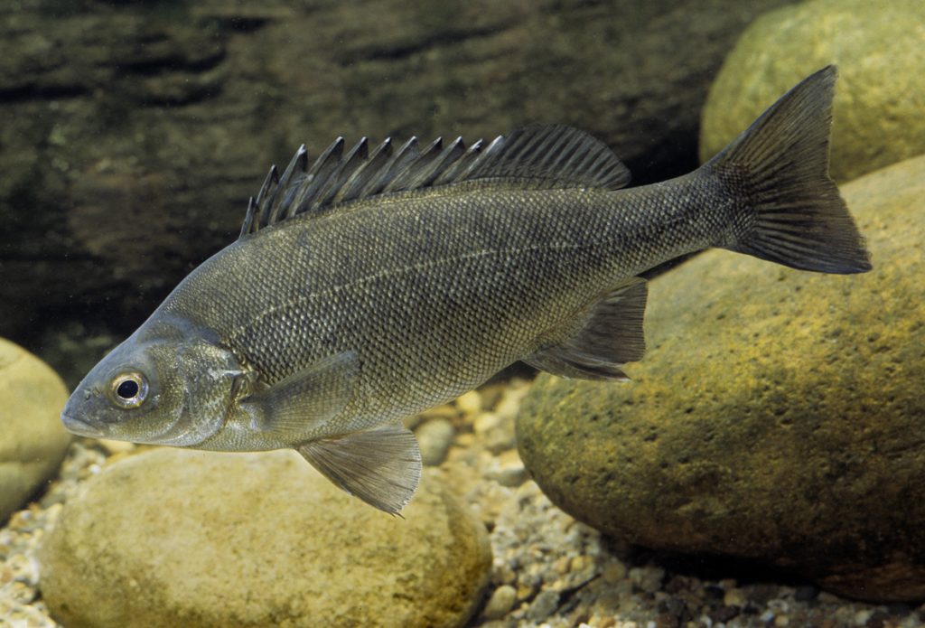 Aquaponics Fish Species