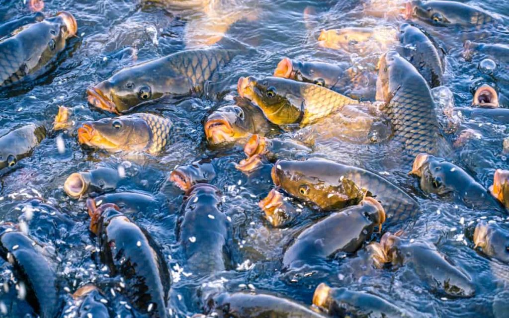 Catla Fish Farming Guide – How to Start Step by Step