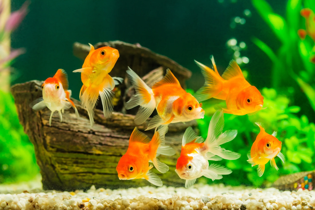 Freshwater Fish – A Complete Guide to Species, Care, and Ecosystems