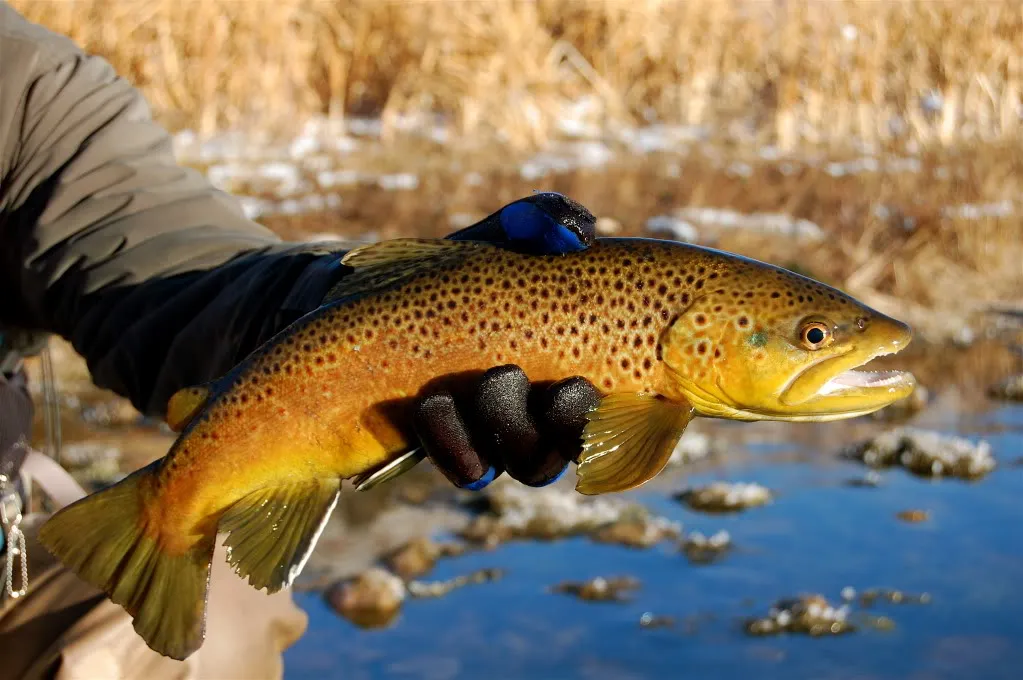 Trout Fish - A Complete Guide to Nature’s Freshwater Gem