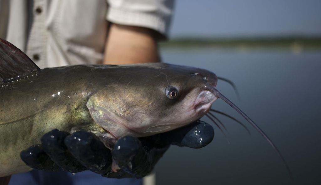 Catfish Farming