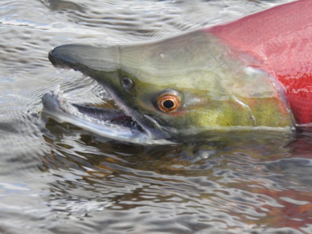 Salmon Fish - A Nutritious Delight from the Ocean