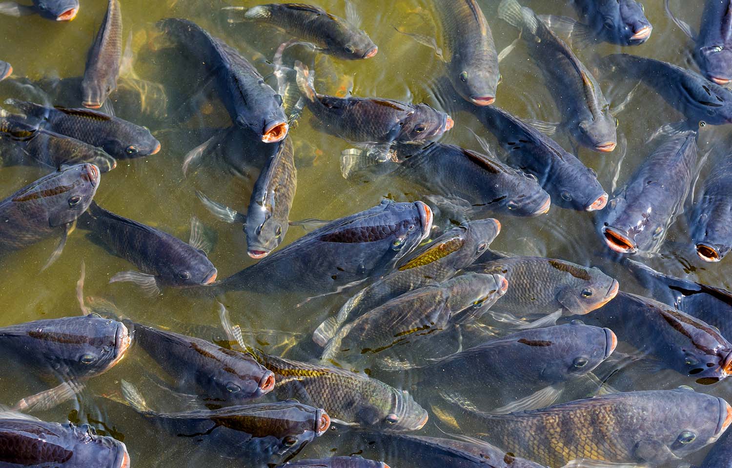 Tilapia Farming - A Complete Guide for Beginners