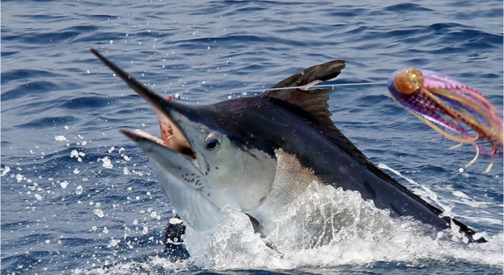 Saltwater Fish - A Diverse World Beneath the Waves