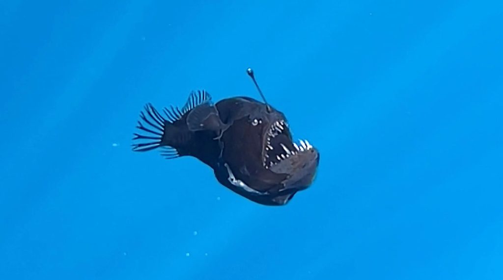 Angler Fish