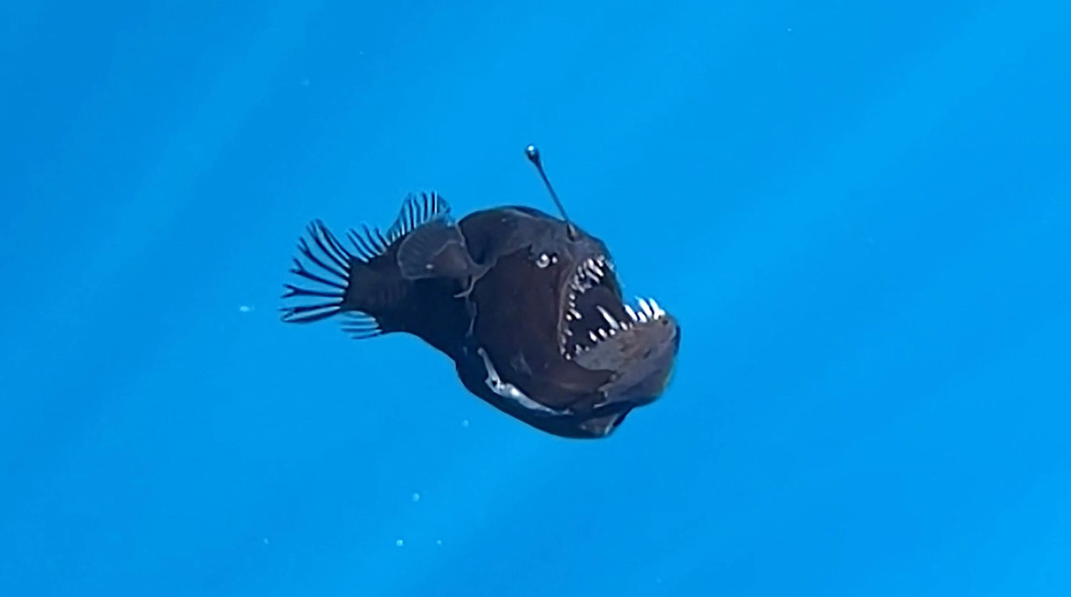 Angler Fish