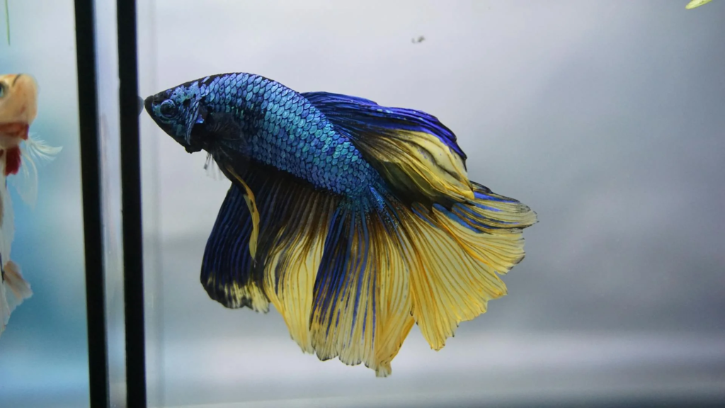 Betta Fish Care - A Simple Guide for a Happy, Healthy Betta