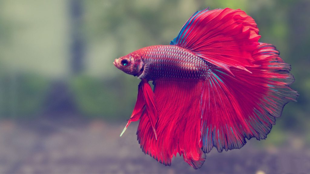 Betta fish - Why They’re Loved, and How to Take Care of One