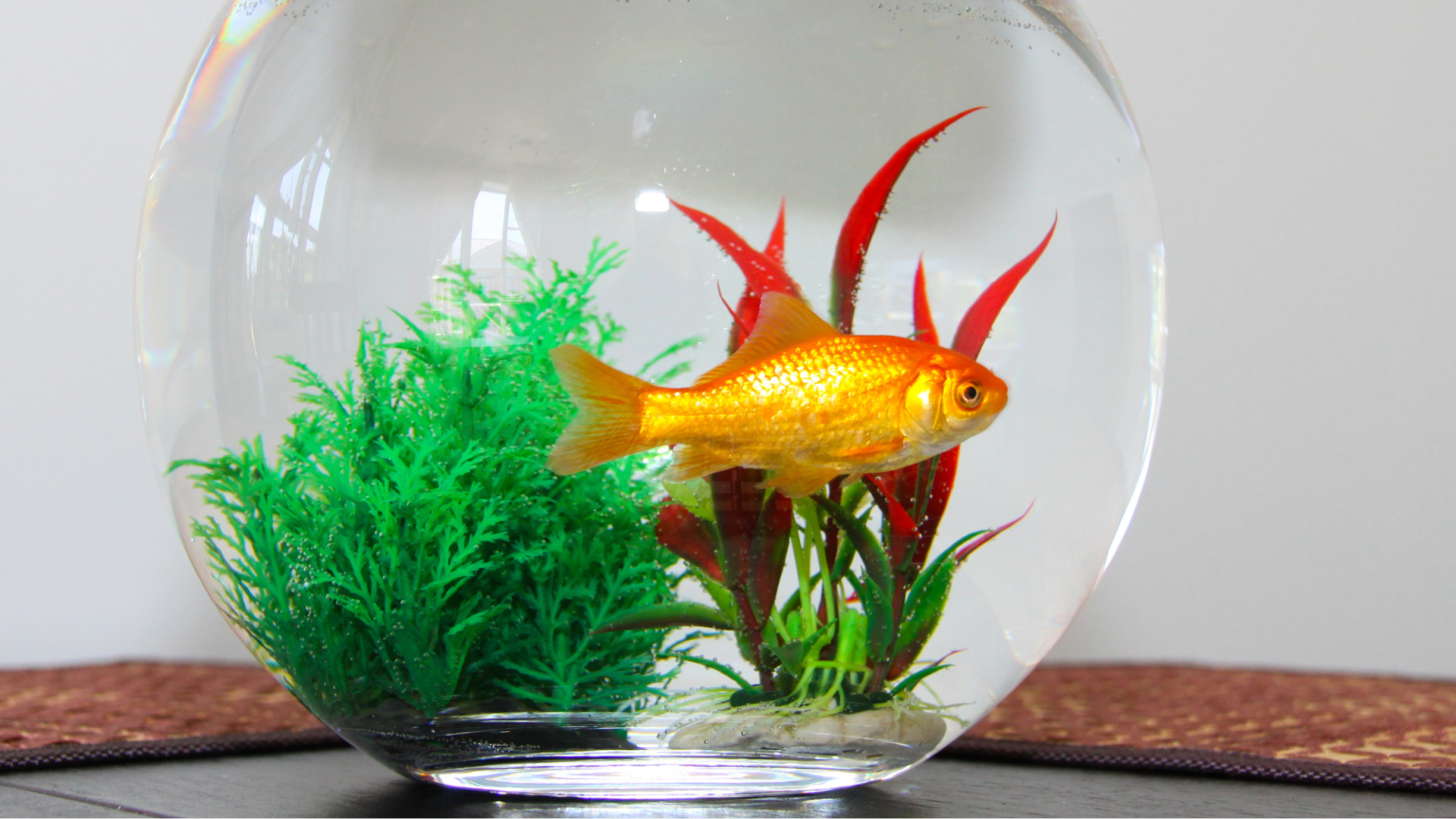 Picture of Goldfish Tank Setup - A Simple Guide That Actually Works