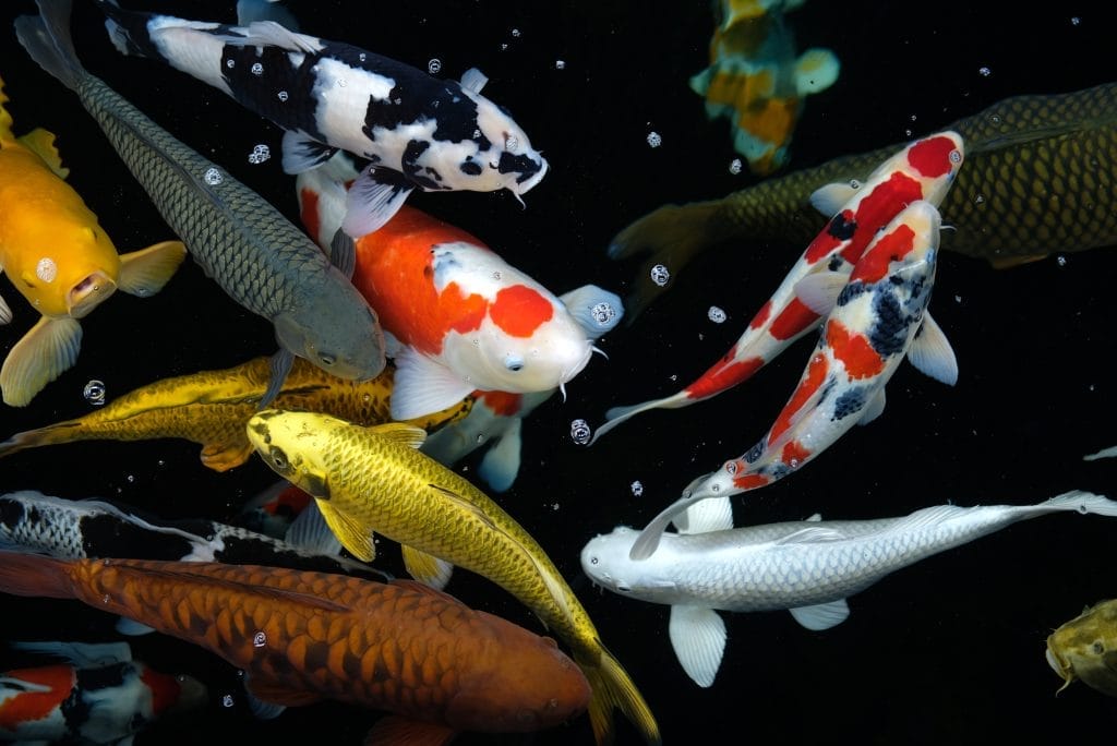 Koi Fish - A Full Guide to Their Beauty, Meaning, and Proper Care