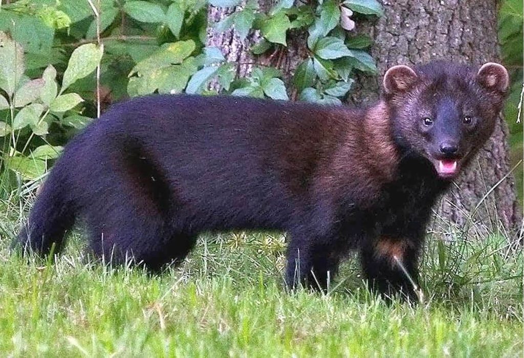 The Fisher Cat - North America’s Elusive River Predator