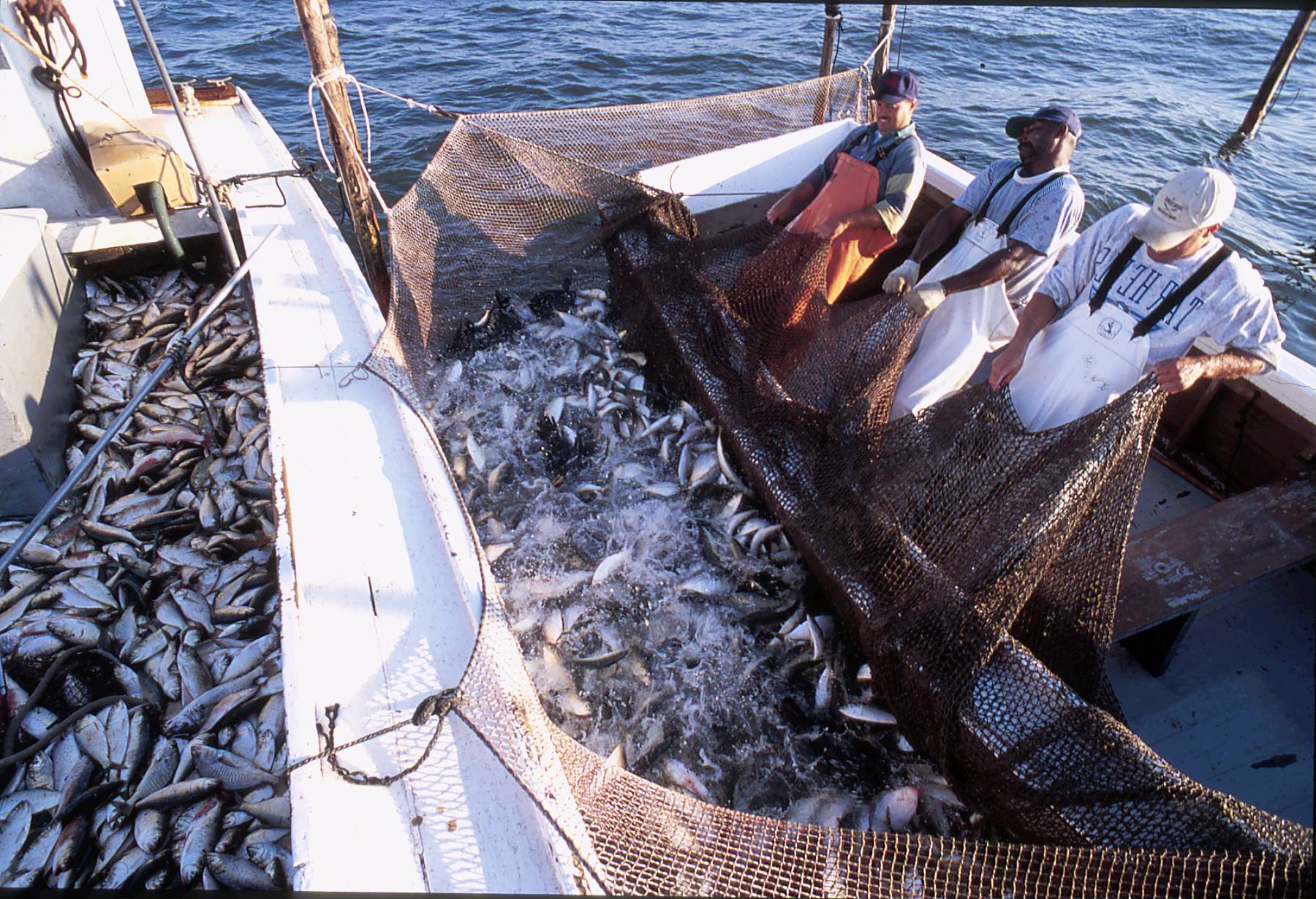 The Commercial Fishing Industry - A Deep Dive into Its Impact and Future