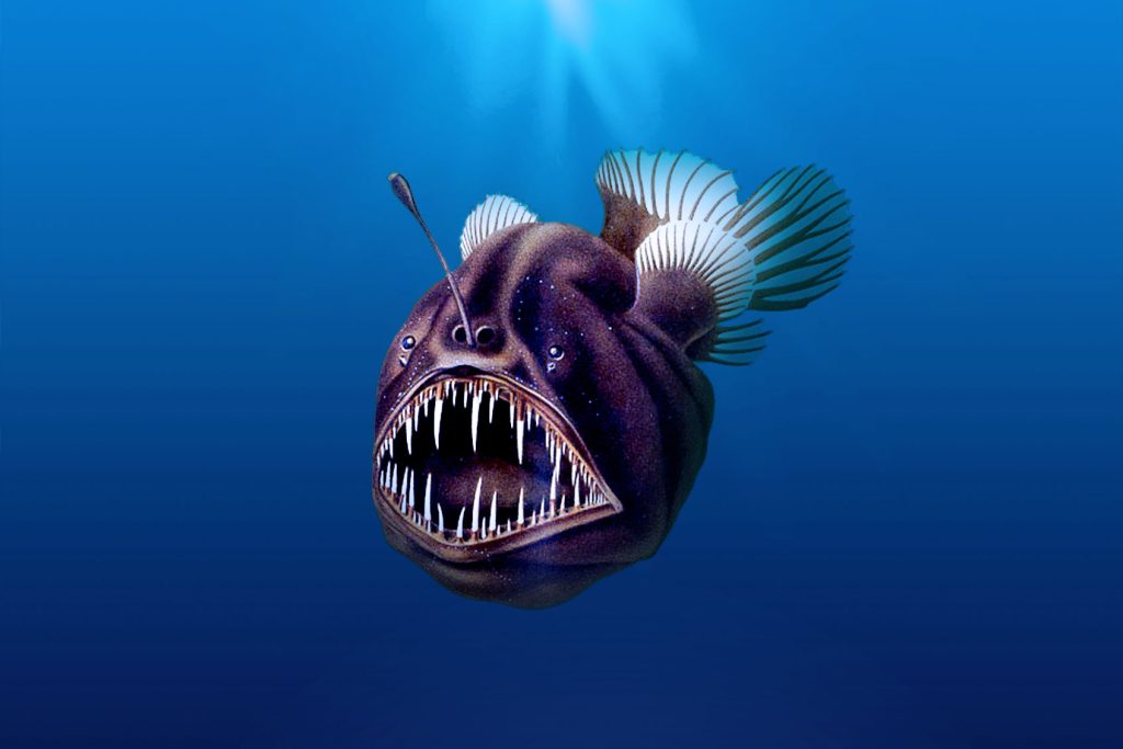 Angler Fish - Complete Guide to Habitat, Features, Behavior, and Survival