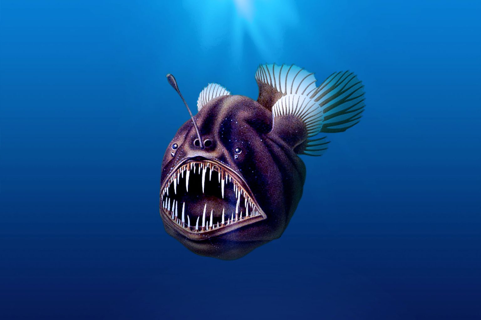 Angler Fish - Complete Guide to Habitat, Features, Behavior, and Survival