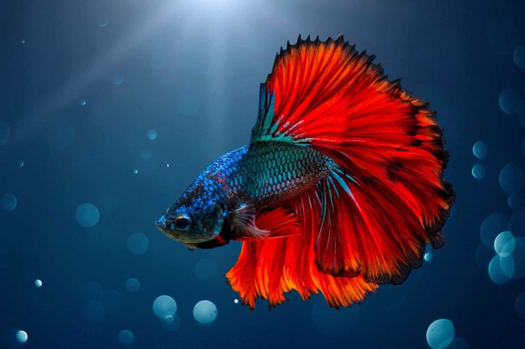 Betta Fish Care