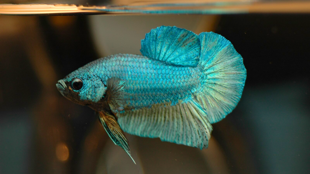 Betta Fish - A Informative Guide to Care and Long-Term Health