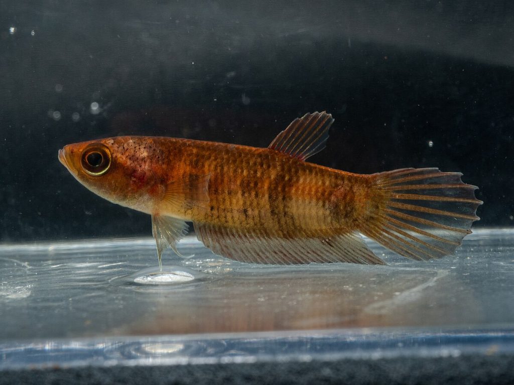 Betta Fish - A Informative Guide to Care, Behavior, and Healthy Living