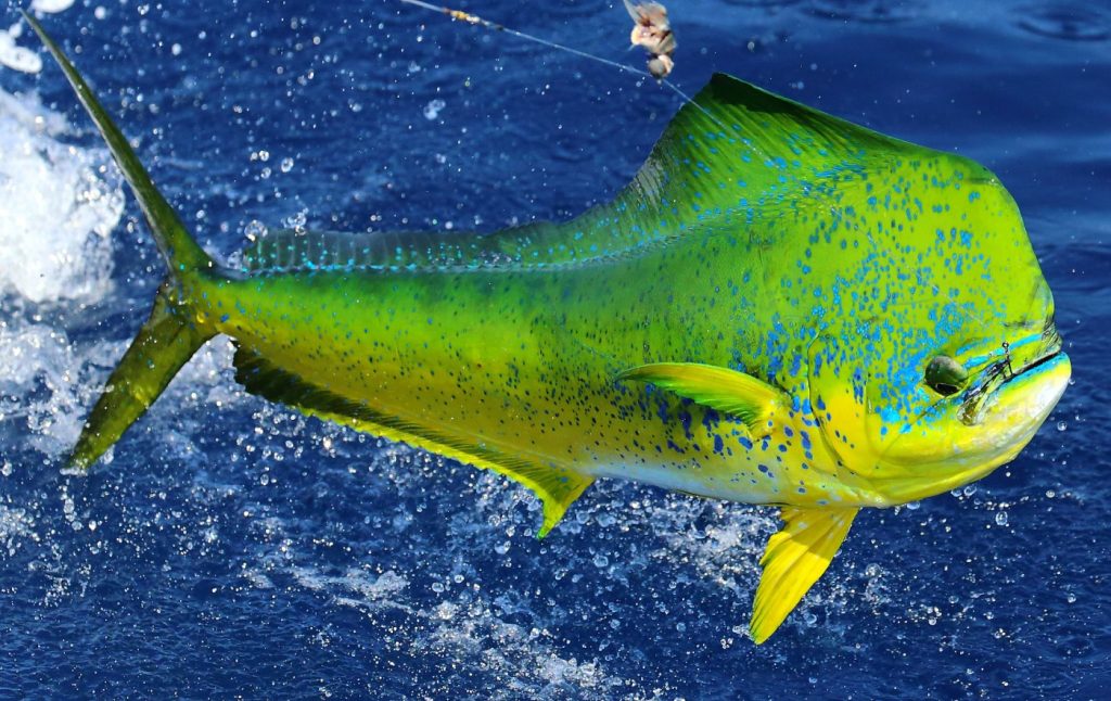 Dolphin Fish (Mahi-Mahi) - The Ultimate Guide