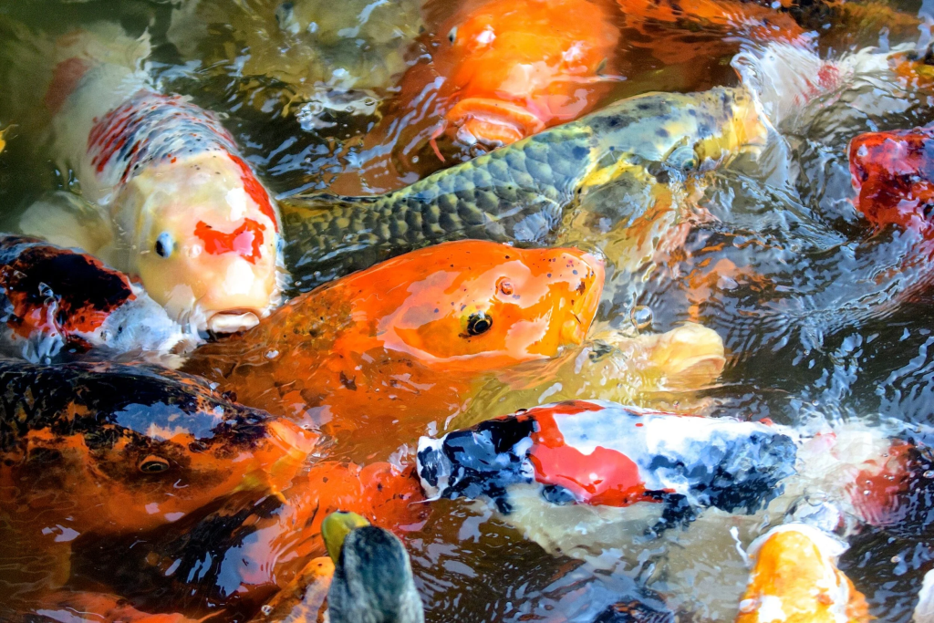 Koi Fish – Complete Guide to Types, Care, Pond Setup, Diet, and Lifespan