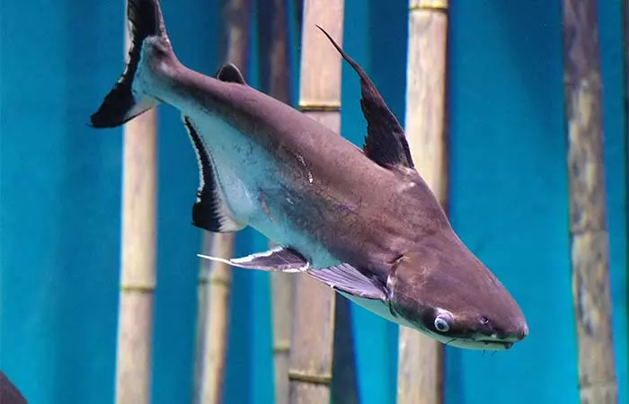 Swai Fish – Complete Guide to Nutrition, Health Benefits, and Cooking