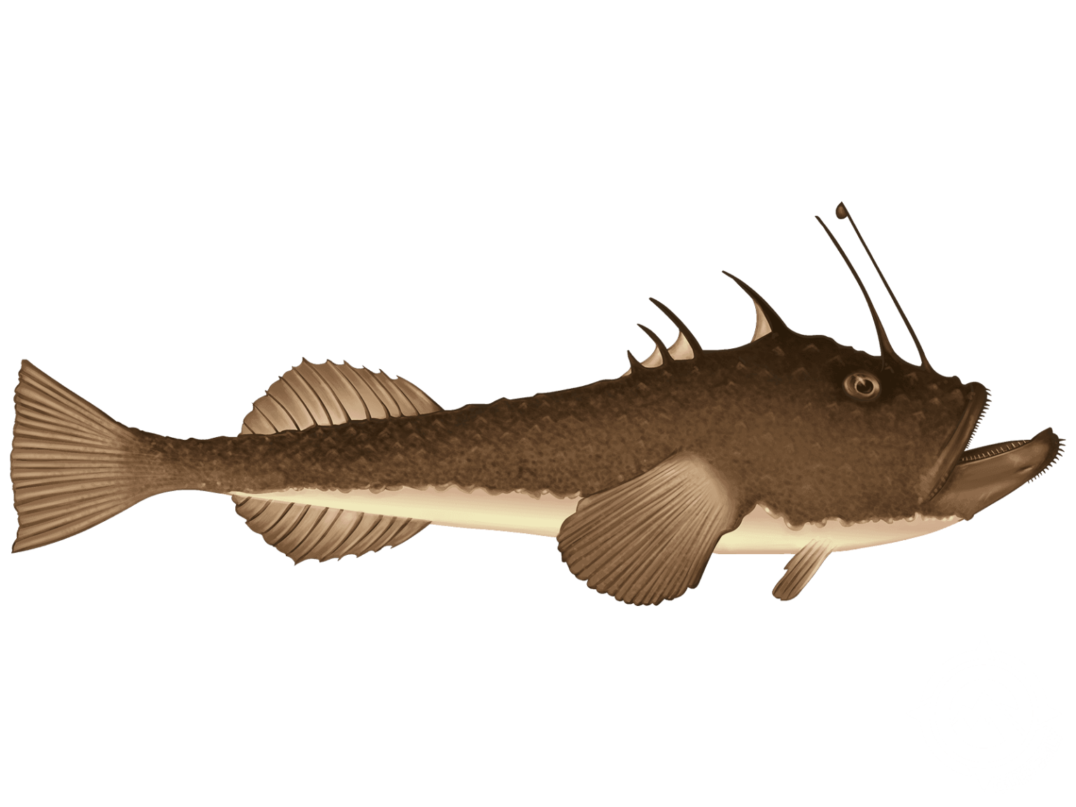 Angler Fish Features Angler Fish – Deep Sea Predator, Features, Behavior, and Survival Secrets