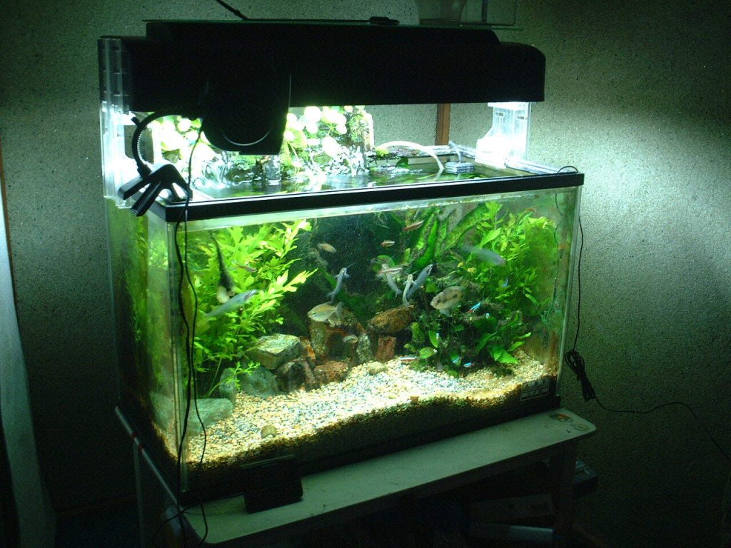 Aquarium Fish Tank – Complete Beginner’s Guide to Setup, Care, and Maintenance