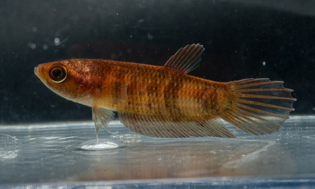 Betta Fish Tank Size - A Guide for a Healthy and Happy Betta