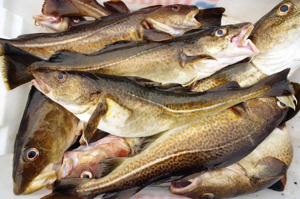 Cod Fish - A Complete Guide to Types, Nutrition, and Benefits