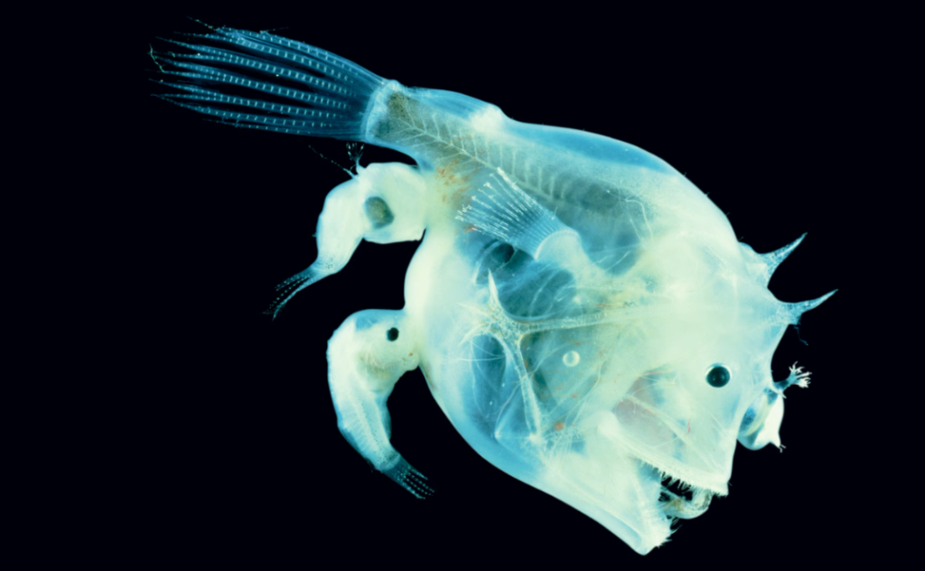 Female Angler Fish - Anatomy, Behavior, & Deep-Sea Survival