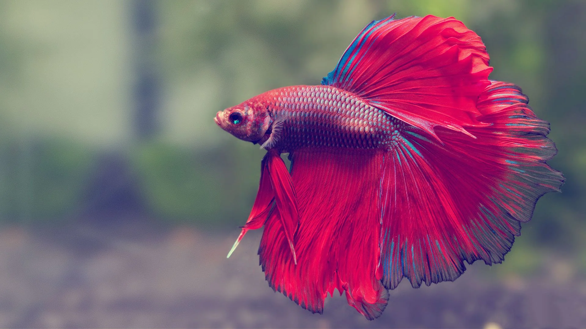 Betta Fish Lifespan - How Long Do Betta Fish Live and How to Help Them Live Longer