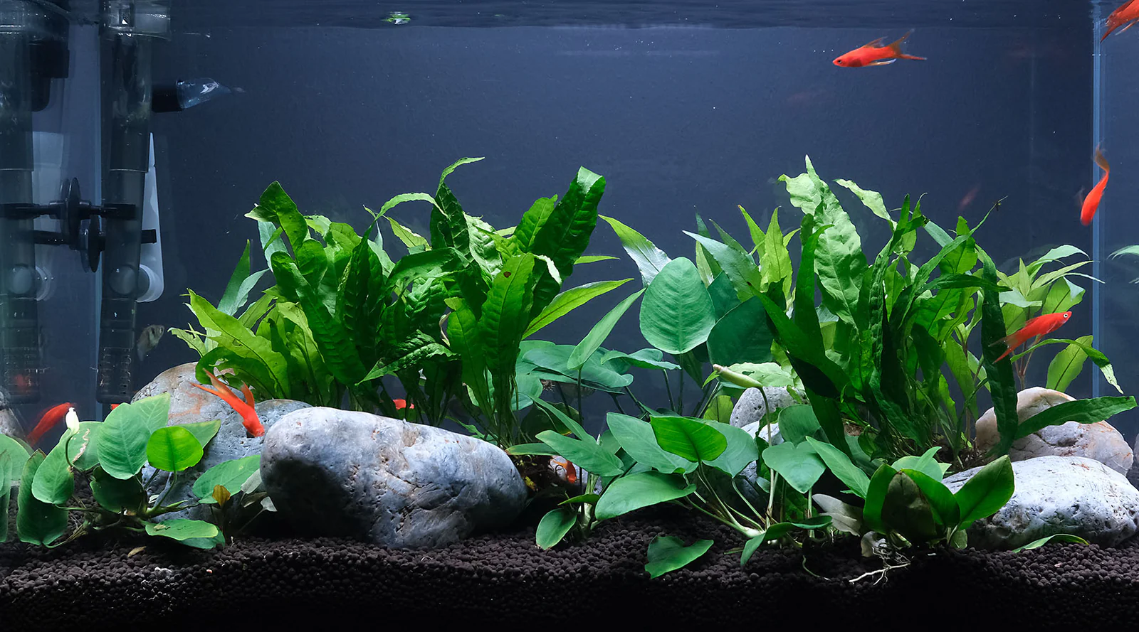 Glass Fish Tank - Complete Guide to Choosing, Setting Up, and Maintaining the Perfect Aquarium